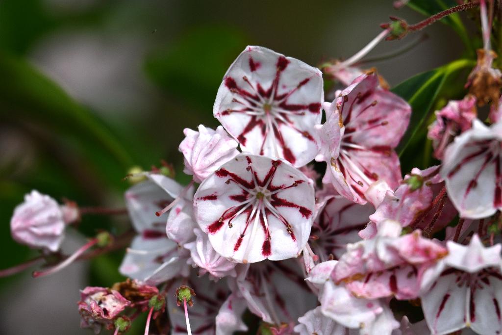 2025-06138950 Tower Hill Botanic Garden, MA.JPG - Dwarf Mountain Laurel (Kalmia latifolia 'Minuet'). New England Botanic Garden at Tower Hill, MA, 6-13-2025